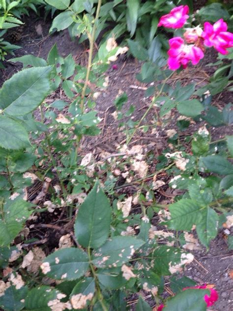 Rose Fertilizer Burn