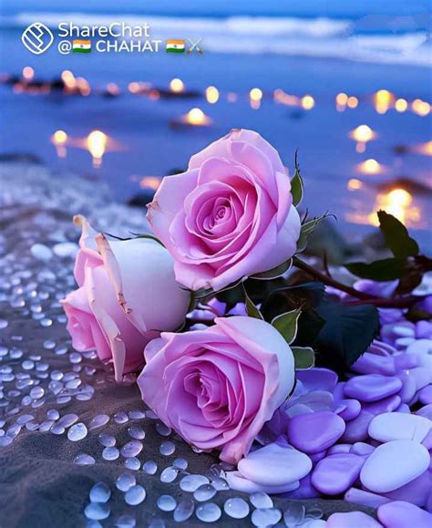 Rose Flower Dp Images