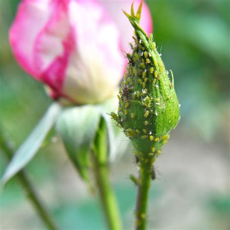 Rose Flower Insects