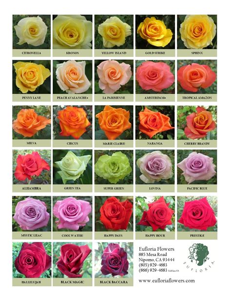 Rose Flower Varieties