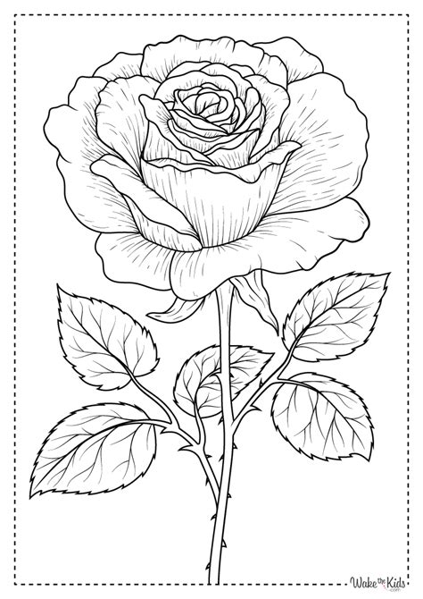 Rose for Colouring: Hidden Artistic Secrets Revealed