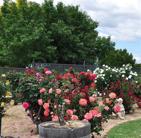 Rose Garden Bathurst