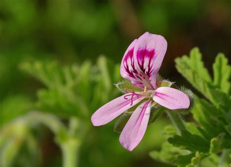 Discovering the Healing Benefits of Rose Geranium and Geranium Oils