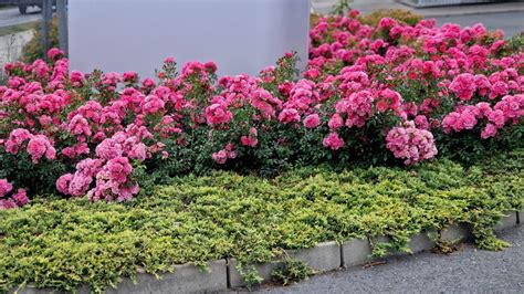 Rose Ground Covers