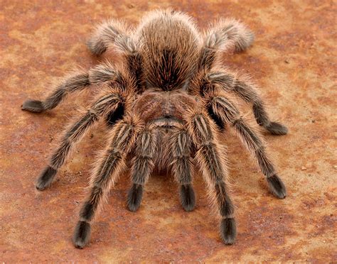 Mysterious and Beautiful Rose Haired Tarantula Revealed: A Nature Marvel