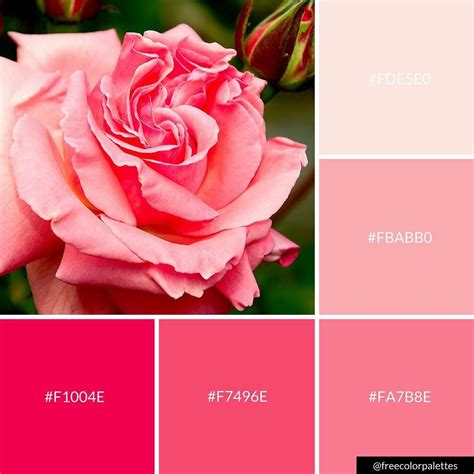 The Enchanting Beauty of the Rose in Pink Colour Unveiled