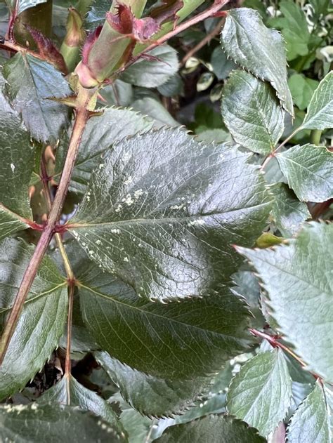 Rose Leaves Very Small