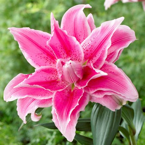 Rose Lily: Unveiling Rare Bloom Secrets
