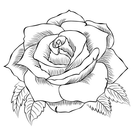 Master Rose Line Drawing Techniques in 10 Minutes