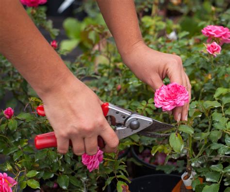 Ultimate Guide to Rose Maintenance Secrets