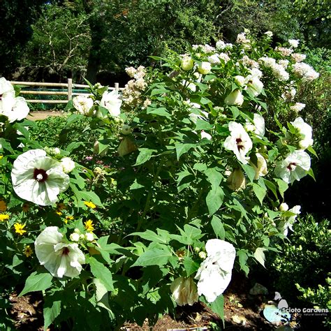 Rose Mallow In Containers