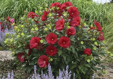 Rose Mallow Plant: Garden's Natural Beauty