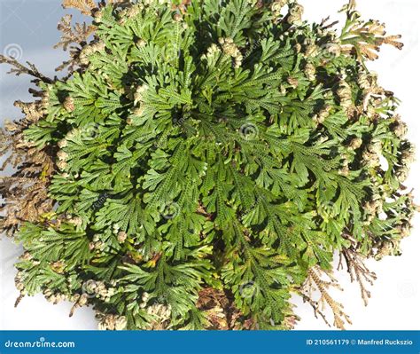 Mysteries of the Rose of Jericho Unveiled