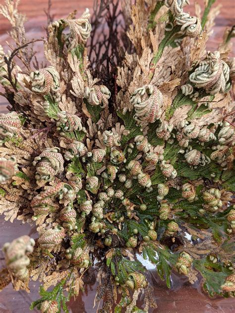Rose Of Jericho Care
