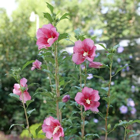 Rose of Sharon Hibiscus: Gardeners' Hidden Gem