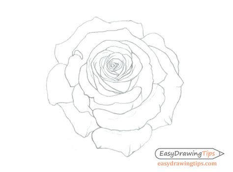 Master the Art of Rose Outline Drawing: Tips and Tricks