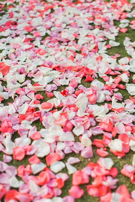 Secrets Behind the Healing Power of Rose Pedals
