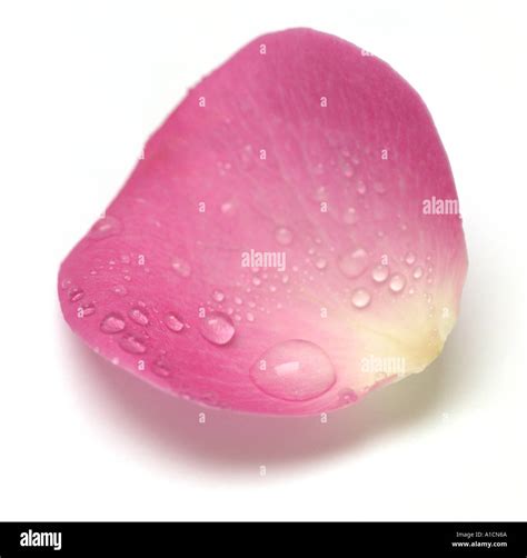 Discover Rose Petal Rose Secrets Unveiled