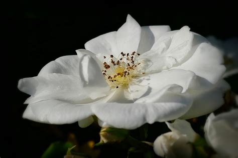 Rose Petite Fleur Blanche