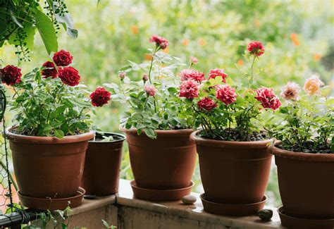 Best Rose Pots for Healthy, Flourishing Blooms