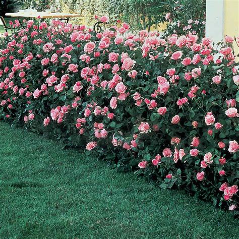 rose queen elizabeth hedging