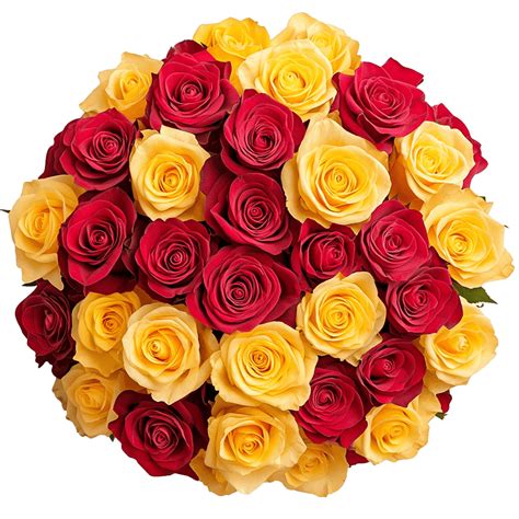 Rose Red And Yellow