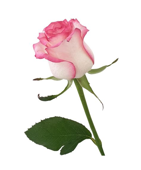 Best Rose Rose PNG Images for Free Download