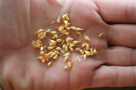 Best Rose Seeds for Gardeners 2023: Top Picks Unveiled