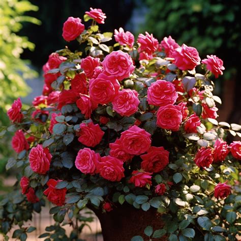 Uncover Secrets: Best Rose Shrubs for Your Garden