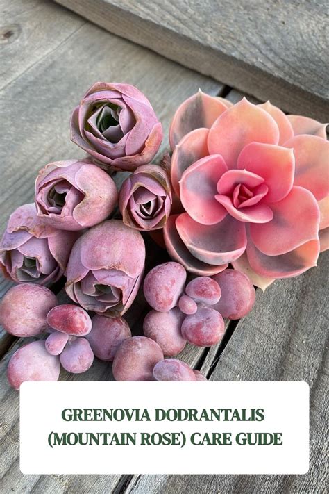 Discover the Beauty and Care of Rose Succulents