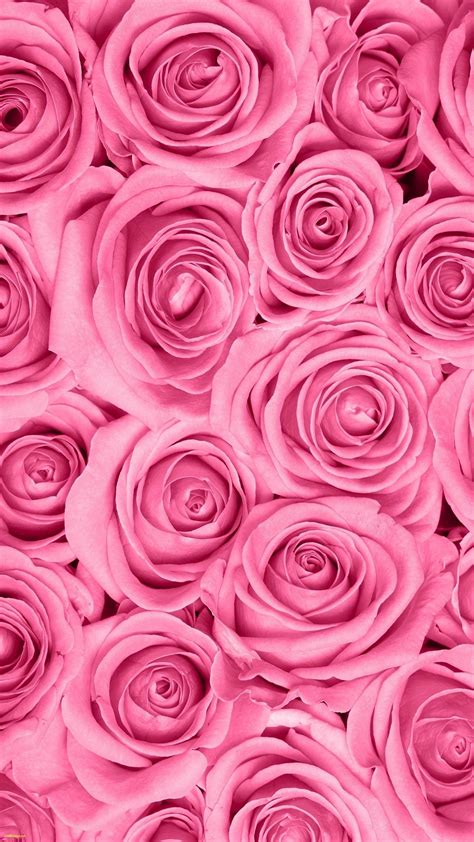 Rose Wallpaper For Android Phone