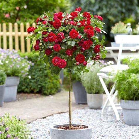 Discover the Allure of Roses Growing Majestic with Trees