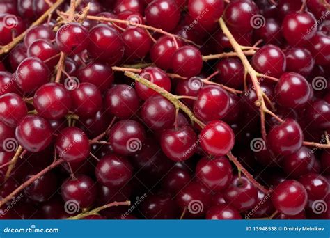 Unveil the Secret Health Benefits of Rose_Berry