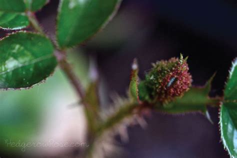 Rosebud Moss Meaning