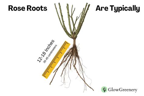 Rosemary Bush Root System
