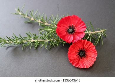 rosemary for anzac day