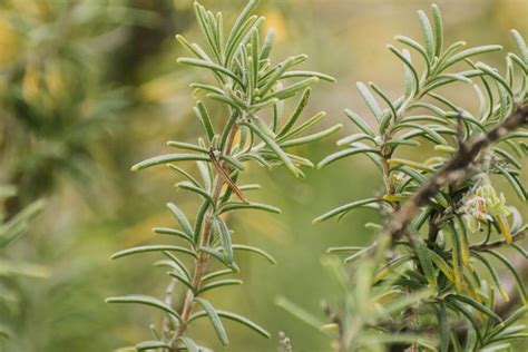 Rosemary Growing Temps