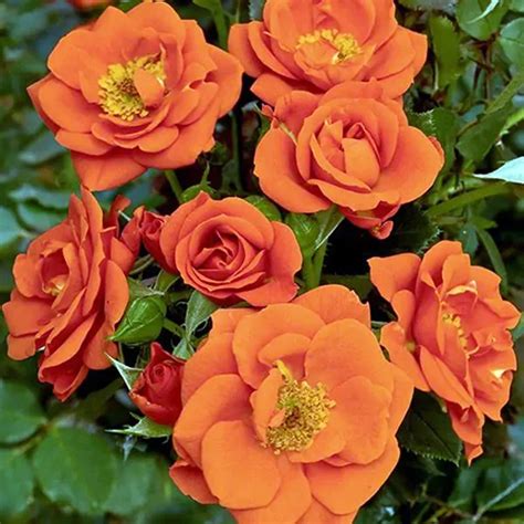 Roses For Shade Canada