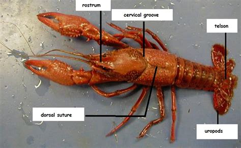 Rostrum Crayfish Function