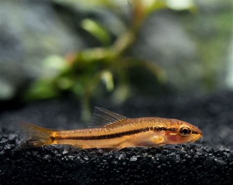 rosy loach for sale
