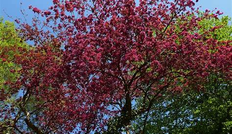 Rote Baumblüten - Frühjahr in Polle Foto & Bild | pflanzen, pilze