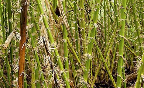 rotan