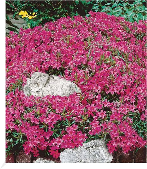 Roter TeppichPhlox ( Phlox subulata ) Foto & Bild landschaft, garten