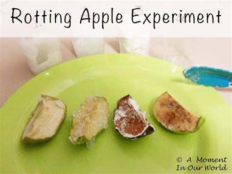rotting fruit science project