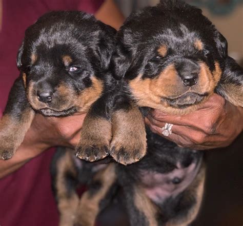 Rottweiler Puppies For Sale Colorado