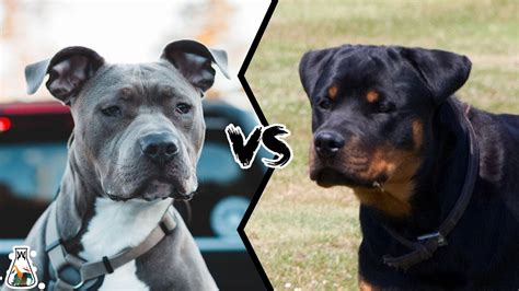 rottweiler vs pitbull who win