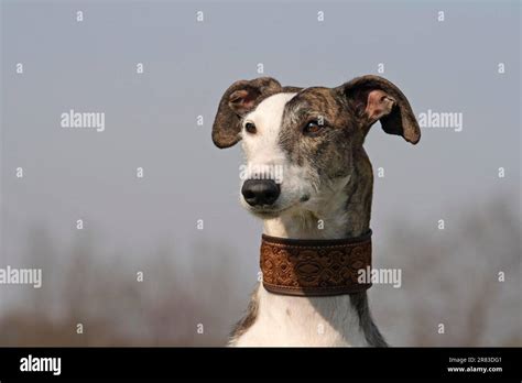 Rough Haired Greyhound