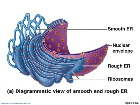 rough it amateurs like