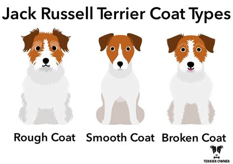 Rough Vs Broken Coat Jack Russell