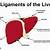 round ligament of liver function